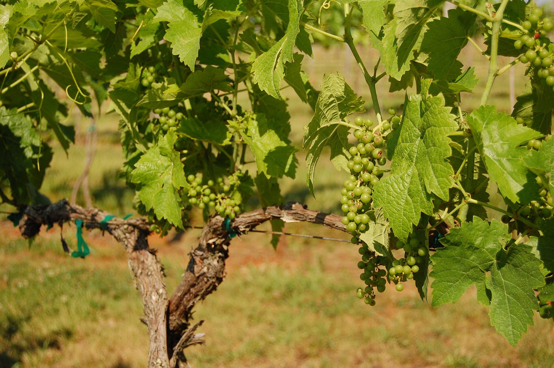 Seyval blanc grapes ripening on the vine
